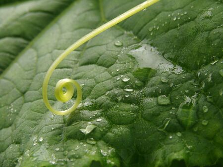 cucumber leaf fragment with tendrils and water drops                                の写真素材