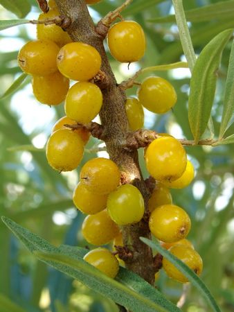 sea buckthorn berries (Hippophae rhamnoides)の写真素材