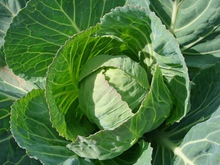 cabbage head growing on the vegetable bed                               の写真素材