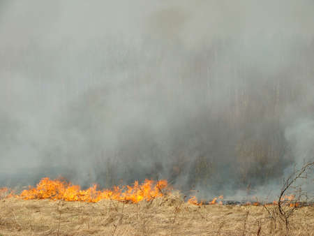 burning dry grass at the spring field                                の写真素材