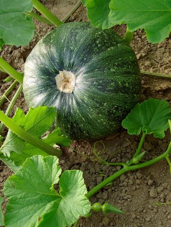 green pumpkin growing on the vegetable patch                               の写真素材