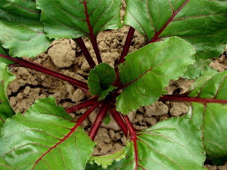 growing beetroot on the vegetable bed top view                               