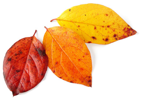 three bright autumnal leaves on white                               