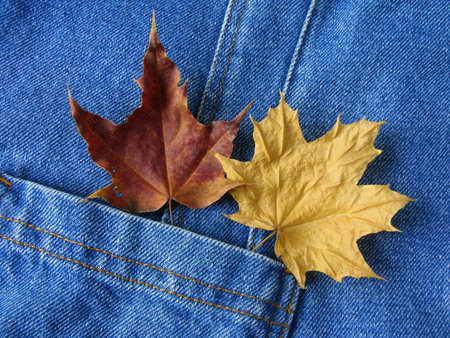denim pocket with dry autumnal maple leaves