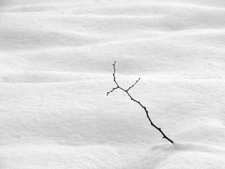 deserted snowy landscape in black and white                               の写真素材