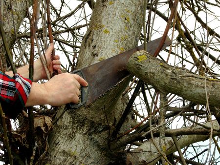 pruning old branches from the nut-tree at the springtime                               の写真素材