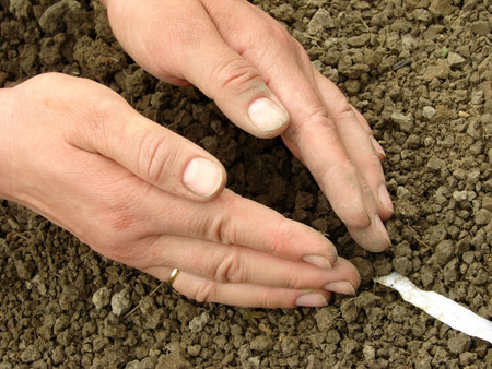 woman hands sowing seeds on tape                               