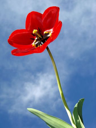 beautiful red tulip in sunbeams against cloudy sky                               の写真素材