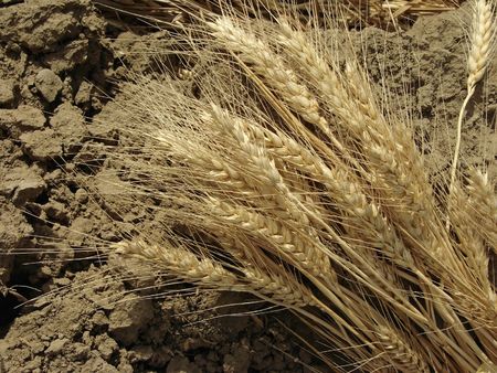 wheat ears on the ploughed ground                               の写真素材