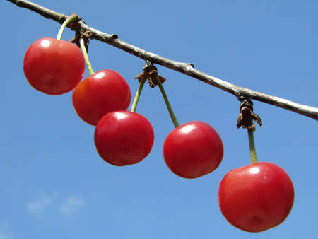 ripening cherry fruits on the branch                               の写真素材