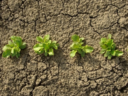 lettuce seedlings growing on the vegetable bed                                の写真素材