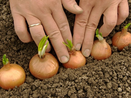 woman hands planting bulbs for green onions                               の写真素材
