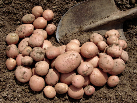 harvested pink potato tubers and spade on the ground                               の写真素材