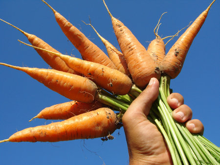 hand holding fresh carrots bundle                               の写真素材