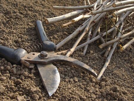 secateurs and cutting branches on the ground                               の写真素材