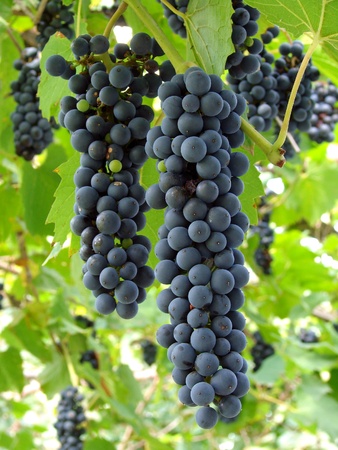 ripening grape clusters on the vine                               の写真素材