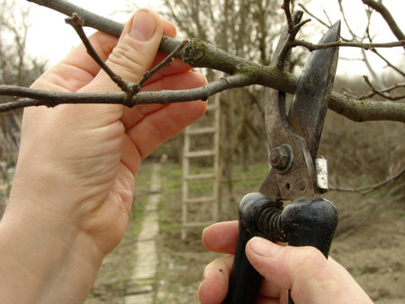 pruning tree branch with secateurs                               