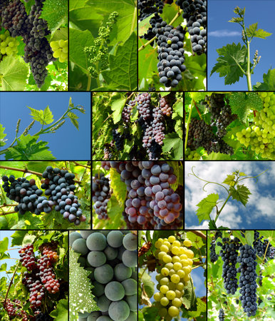 grapes growing and ripening in vineyardの写真素材