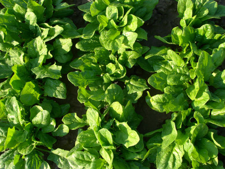 spinach vegetable bed top view                               の写真素材