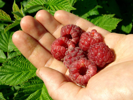 hand with raspberry fruits