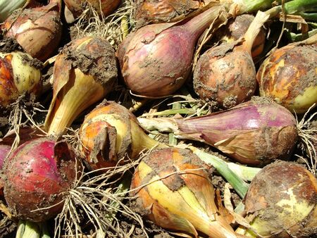 fresh harvested onion bulbs                                の写真素材