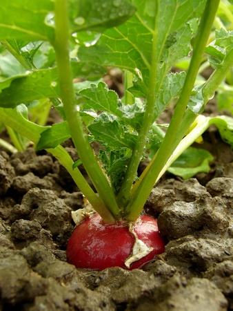 organic radish growing in the garden                  の写真素材