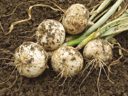 fresh harvested white onion bulbs