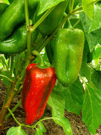 growing and ripening sweet peppersの写真素材