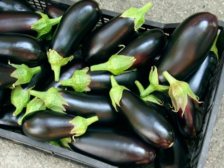 fresh harvested organic eggplants                          の写真素材