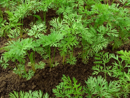 carrots seedlings growing on a vegetable bed                               の写真素材