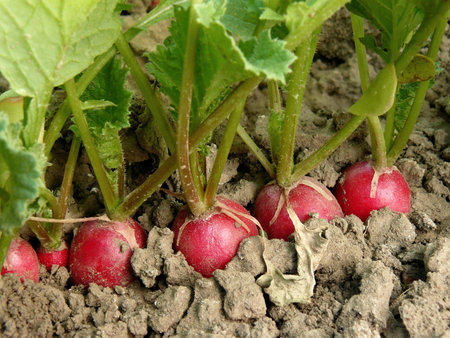 organic radishes growing on the vegetable bed