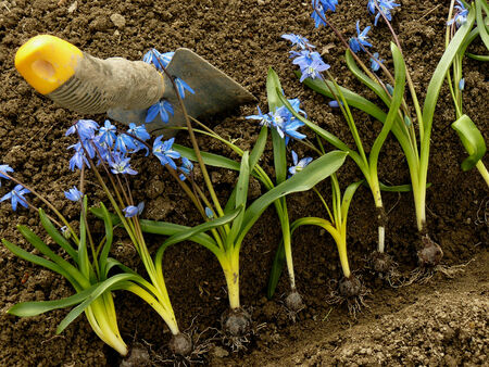 planting siberian squill on flower bedの写真素材