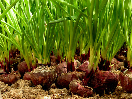 growing green onion from large bulbs on sawdust substrate in hothouse