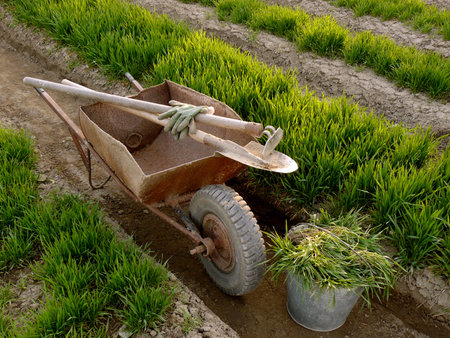 old wheelbarrow with garden tools between vegetable beds with growing wheat as green manure