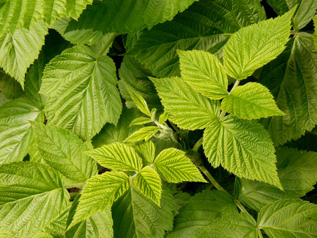 raspberry green leaves background