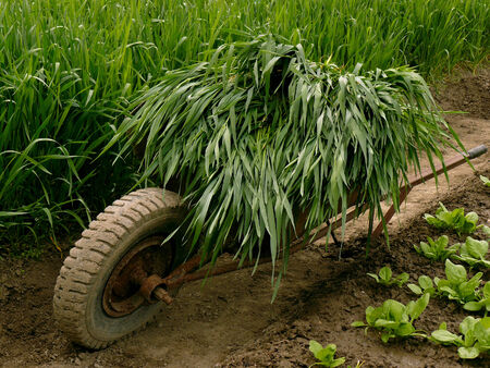 wheelbarrow full of green wheat using as green manure near vegetable bedの写真素材