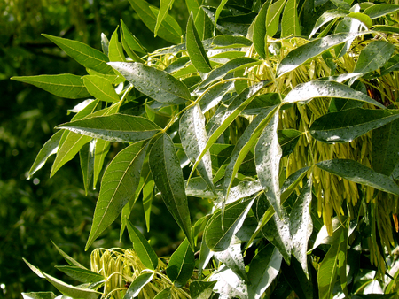 ash-tree branch after rainの写真素材