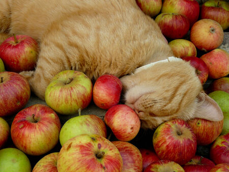 red tabby cat resting among fresh applesの写真素材