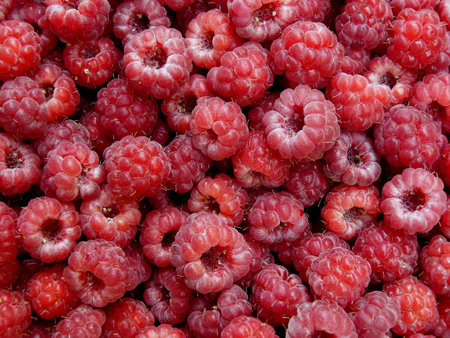 freshly picked raspberries background
