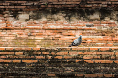 pigeon bird with an old brick background.の写真素材
