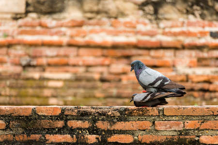 pigeon bird with an old brick background.の写真素材