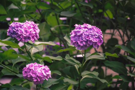 Hydrangea Flower of Rainy season, Japanの写真素材