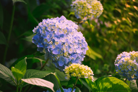 Hydrangea Flower of Rainy season, Japan