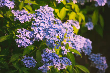 Hydrangea Flower of Rainy season, Japanの写真素材