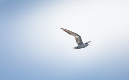 common terns flying in the sky.