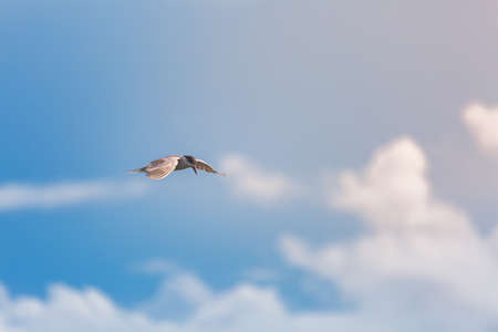 common terns flying in the sky.の写真素材