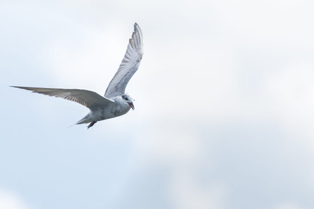 common terns flying in the sky.