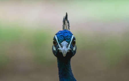 Green Peafowl , Wild peacock portrait in Thailand.の写真素材