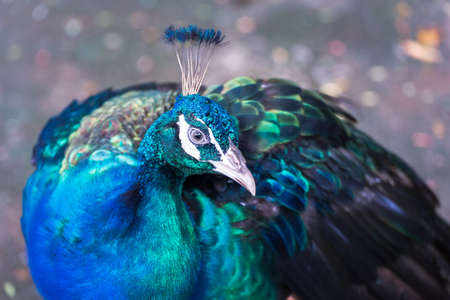 Green Peafowl , Wild peacock portrait in Thailand.の写真素材