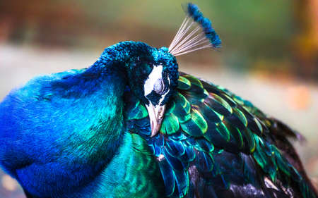 Green Peafowl , Wild peacock portrait in Thailand.の写真素材